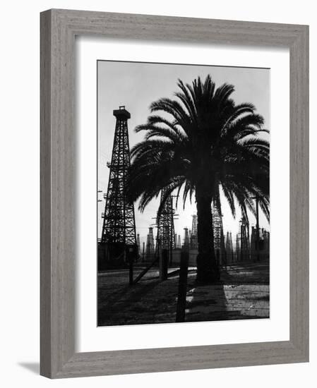 Billowing Palm Tree Gracing the Stark Structures of Towering Oil Rigs-Alfred Eisenstaedt-Framed Photographic Print