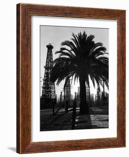 Billowing Palm Tree Gracing the Stark Structures of Towering Oil Rigs-Alfred Eisenstaedt-Framed Photographic Print