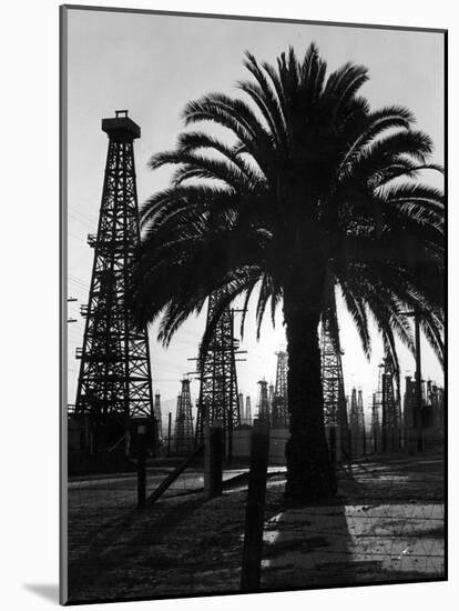 Billowing Palm Tree Gracing the Stark Structures of Towering Oil Rigs-Alfred Eisenstaedt-Mounted Photographic Print