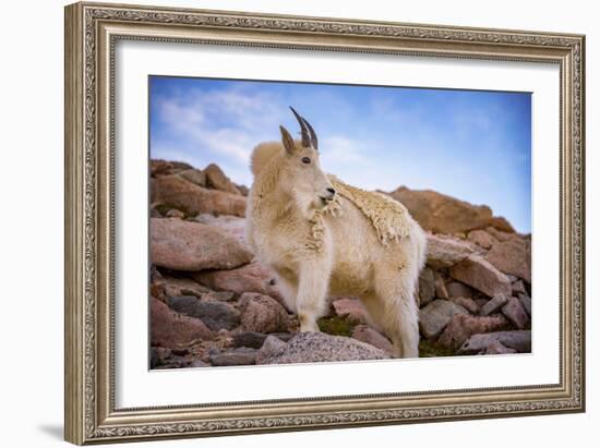 Billy Goat Scruff-Darren White Photography-Framed Photographic Print