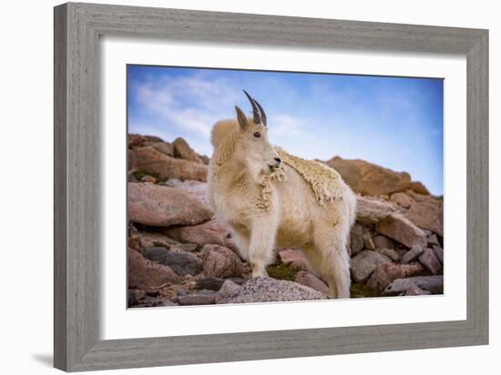 Billy Goat Scruff-Darren White Photography-Framed Photographic Print