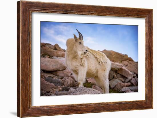 Billy Goat Scruff-Darren White Photography-Framed Photographic Print