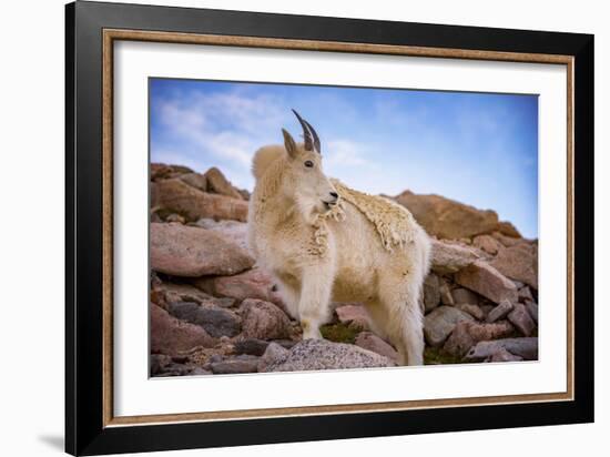 Billy Goat Scruff-Darren White Photography-Framed Photographic Print