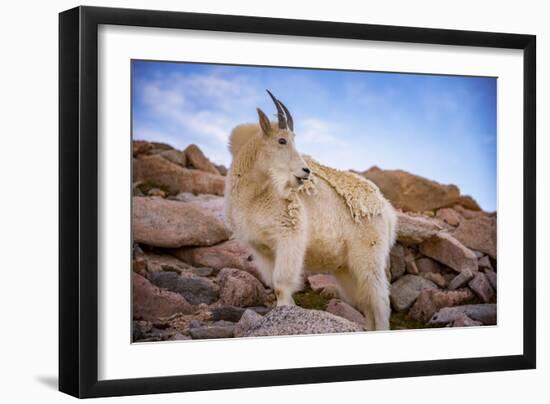 Billy Goat Scruff-Darren White Photography-Framed Photographic Print