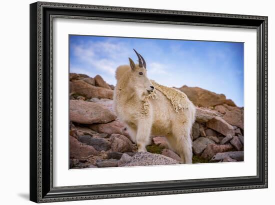 Billy Goat Scruff-Darren White Photography-Framed Photographic Print