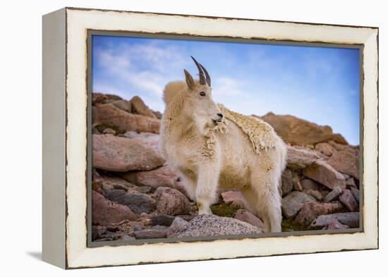 Billy Goat Scruff-Darren White Photography-Framed Premier Image Canvas