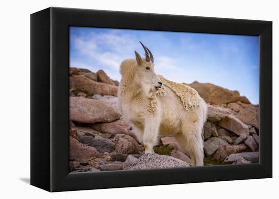 Billy Goat Scruff-Darren White Photography-Framed Premier Image Canvas