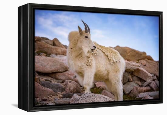 Billy Goat Scruff-Darren White Photography-Framed Premier Image Canvas