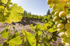 Close-Up of Grapes in a Vineyard, Napa Valley, California, United States of America, North America-Billy Hustace-Framed Photographic Print