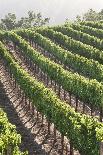 Rows of Lush Vineyards-Billy Hustace-Framed Photographic Print