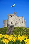 Norman Keep and daffodils, Cardiff Castle, Cardiff, Wales, United Kingdom, Europe-Billy Stock-Photographic Print