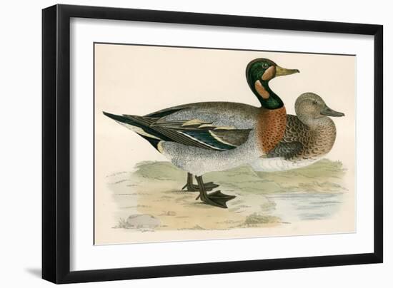 Bimaculated Duck-Beverley R. Morris-Framed Giclee Print