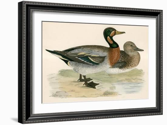 Bimaculated Duck-Beverley R. Morris-Framed Giclee Print