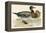 Bimaculated Duck-Beverley R. Morris-Framed Premier Image Canvas