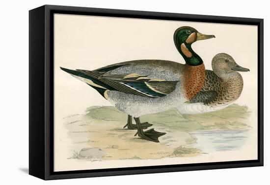 Bimaculated Duck-Beverley R. Morris-Framed Premier Image Canvas