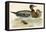 Bimaculated Duck-Beverley R. Morris-Framed Premier Image Canvas
