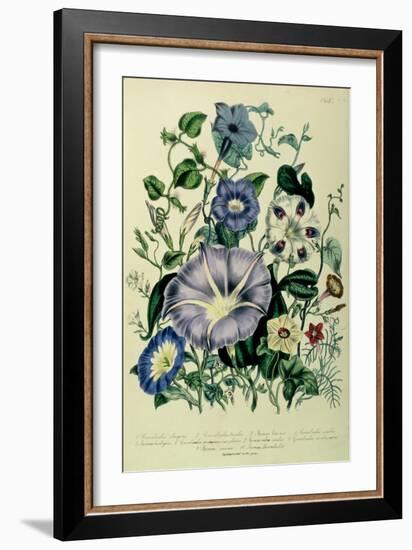 Bindweed, Plate 26 from "The Ladies" Flower Garden", Published 1842-Jane W. Loudon-Framed Giclee Print