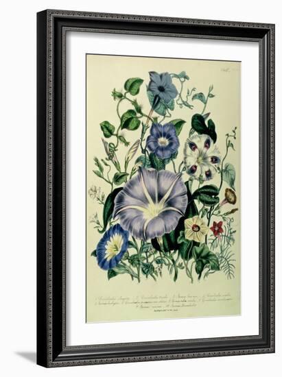 Bindweed, Plate 26 from "The Ladies" Flower Garden", Published 1842-Jane W. Loudon-Framed Giclee Print