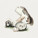 Vintage Inky Cap Edible Mushroom Dark BW-Biodiversity Heritage Library-Photographic Print