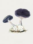 Vintage Inky Cap Edible Mushroom Dark BW-Biodiversity Heritage Library-Photographic Print