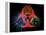 Biohazard Symbol And Viruses-Laguna Design-Framed Premier Image Canvas