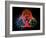 Biohazard Symbol And Viruses-Laguna Design-Framed Photographic Print