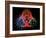 Biohazard Symbol And Viruses-Laguna Design-Framed Photographic Print