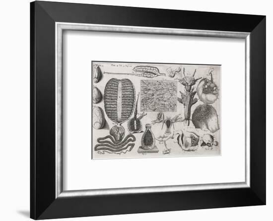 Biological Illustrations, 17th Century-Middle Temple Library-Framed Photographic Print