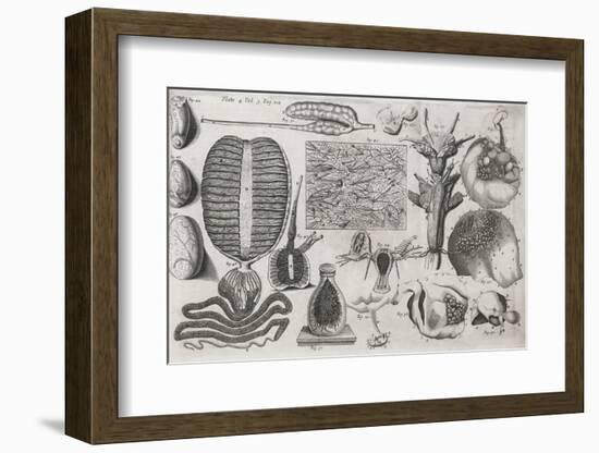 Biological Illustrations, 17th Century-Middle Temple Library-Framed Photographic Print