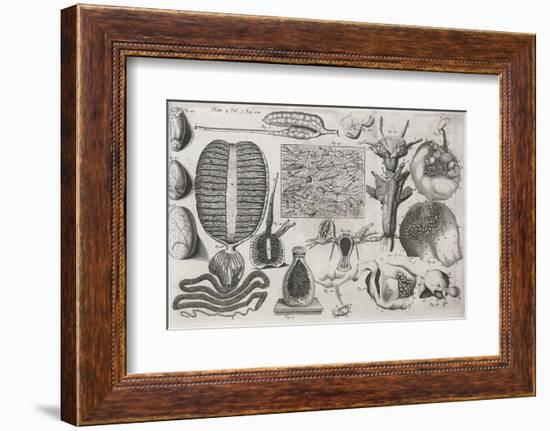 Biological Illustrations, 17th Century-Middle Temple Library-Framed Photographic Print