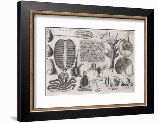 Biological Illustrations, 17th Century-Middle Temple Library-Framed Photographic Print