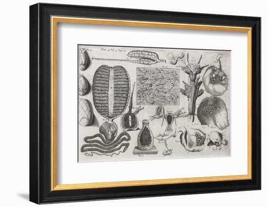 Biological Illustrations, 17th Century-Middle Temple Library-Framed Photographic Print