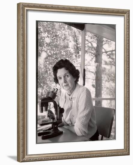 Biologist Author Rachel Carson Working with Microscope at Her Home-Alfred Eisenstaedt-Framed Premium Photographic Print