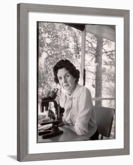Biologist Author Rachel Carson Working with Microscope at Her Home-Alfred Eisenstaedt-Framed Premium Photographic Print