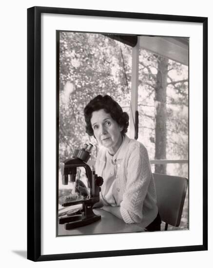 Biologist Author Rachel Carson Working with Microscope at Her Home-Alfred Eisenstaedt-Framed Premium Photographic Print