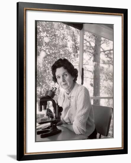 Biologist Author Rachel Carson Working with Microscope at Her Home-Alfred Eisenstaedt-Framed Premium Photographic Print