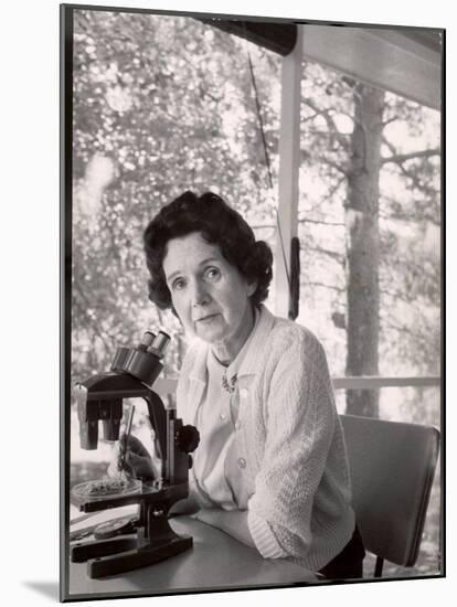 Biologist Author Rachel Carson Working with Microscope at Her Home-Alfred Eisenstaedt-Mounted Premium Photographic Print