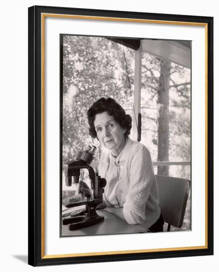 Biologist Author Rachel Carson Working with Microscope at Her Home-Alfred Eisenstaedt-Framed Premium Photographic Print