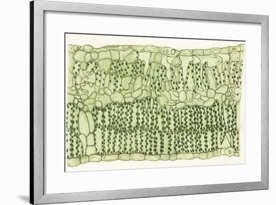 Biology, Leaf of Dicotyledons, Cross Section-null-Framed Giclee Print