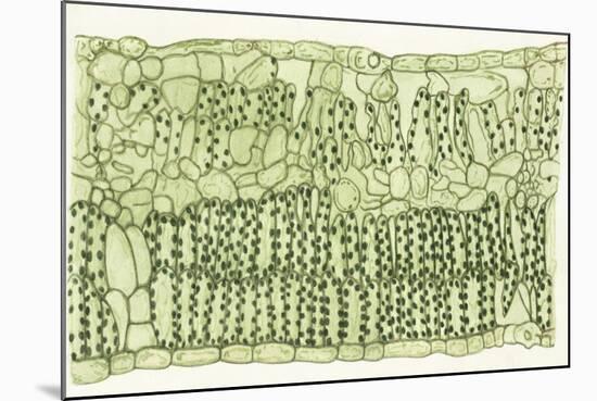 Biology, Leaf of Dicotyledons, Cross Section-null-Mounted Giclee Print