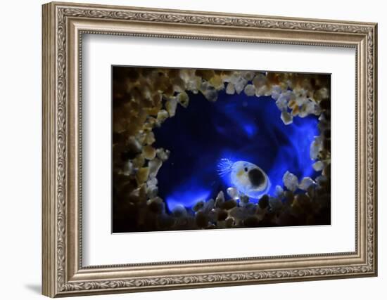 Bioluminescent Sea-fireflies producing a bright blue light. Tomonoura, Inland Sea, Japan-Solvin Zankl-Framed Photographic Print