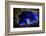 Bioluminescent Sea-fireflies producing a bright blue light. Tomonoura, Inland Sea, Japan-Solvin Zankl-Framed Photographic Print