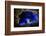 Bioluminescent Sea-fireflies producing a bright blue light. Tomonoura, Inland Sea, Japan-Solvin Zankl-Framed Photographic Print