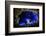 Bioluminescent Sea-fireflies producing a bright blue light. Tomonoura, Inland Sea, Japan-Solvin Zankl-Framed Photographic Print