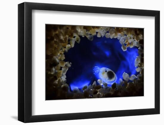 Bioluminescent Sea-fireflies producing a bright blue light. Tomonoura, Inland Sea, Japan-Solvin Zankl-Framed Photographic Print