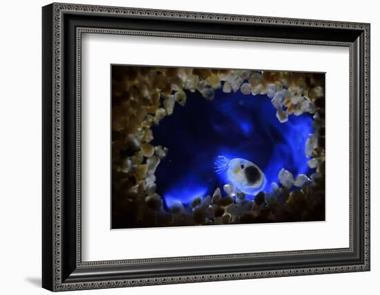 Bioluminescent Sea-fireflies producing a bright blue light. Tomonoura, Inland Sea, Japan-Solvin Zankl-Framed Photographic Print