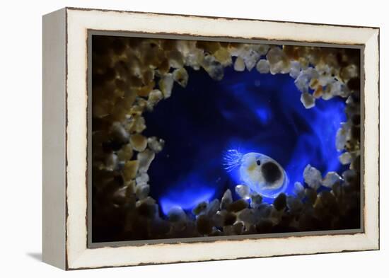 Bioluminescent Sea-fireflies producing a bright blue light. Tomonoura, Inland Sea, Japan-Solvin Zankl-Framed Premier Image Canvas