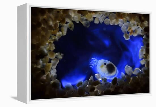 Bioluminescent Sea-fireflies producing a bright blue light. Tomonoura, Inland Sea, Japan-Solvin Zankl-Framed Premier Image Canvas