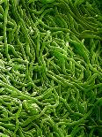 MRSA Bacteria, TEM-Biomedical Imaging-Framed Photographic Print