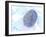 Biometric Fingerprint Scan, Artwork-PASIEKA-Framed Photographic Print